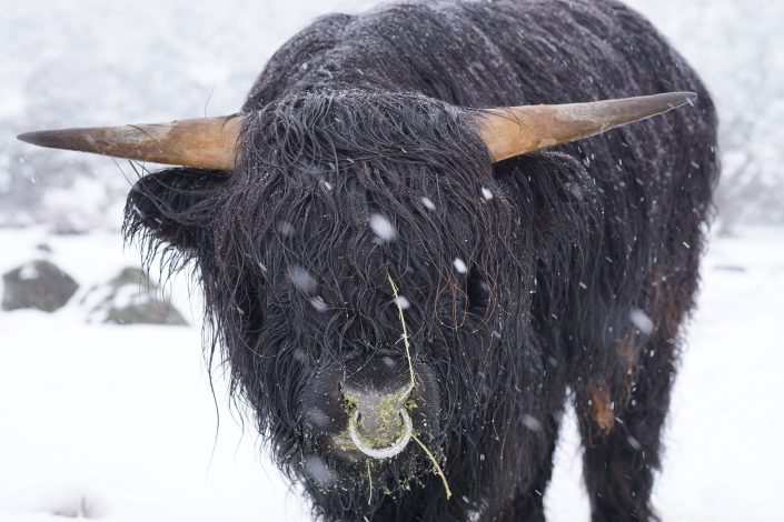 highlander-bull-adventist-alpine-village